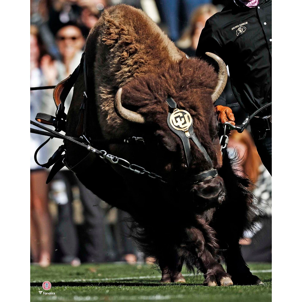 Colorado Buffaloes Unsigned Ralphie Running Photograph