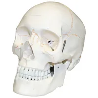 Walter Products 14 x 20 x 16cm Human Skull Model with Blood Vessels