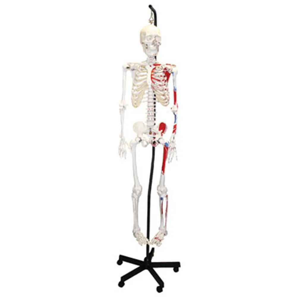 Walter Products Full-Size Human Skeleton Model with Muscles