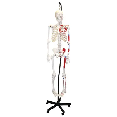 Walter Products Full-Size Human Skeleton Model with Muscles