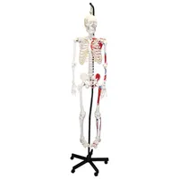 Walter Products Full-Size Human Skeleton Model with Muscles