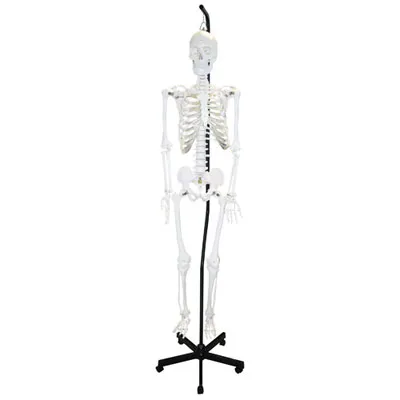 Walter Products Full-Size Human Skeleton Model