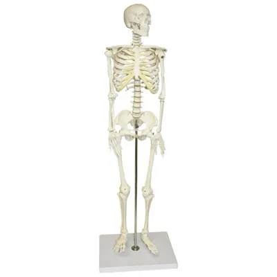 Walter Products Half-Size Human Skeleton Model - 3 Parts