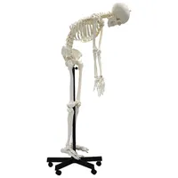 Walter Products Full-Size Human Skeleton Model with Flexible Spine