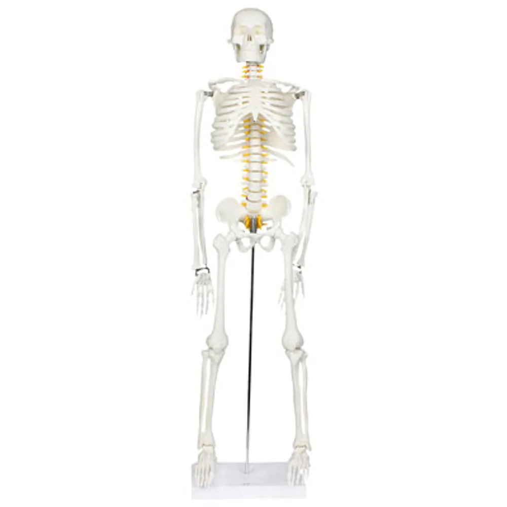 Walter Products Half-Size Human Skeleton Model with Nerves Labeled