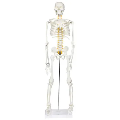 Walter Products Half-Size Human Skeleton Model with Nerves Labeled
