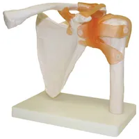 Walter Products Shoulder Joint Model