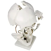 Walter Products 29cm Human Skull Model Set - 22 Pieces