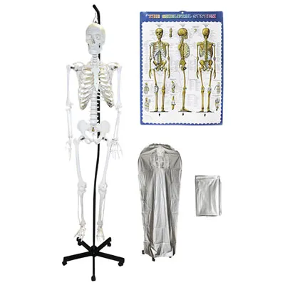 Walter Products 168cm Hanging Human Skeleton Model