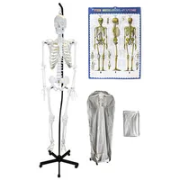 Walter Products 168cm Hanging Human Skeleton Model