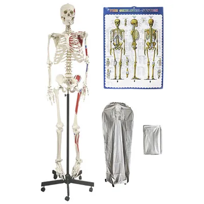 Walter Products 168cm Human Skeleton Model with Muscles