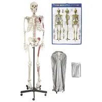 Walter Products 168cm Human Skeleton Model with Muscles