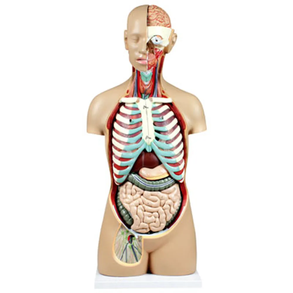 Walter Products 81cm Human Torso Model Set - 17 Pieces