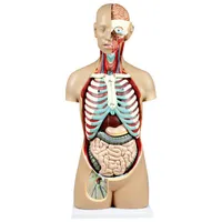 Walter Products 81cm Human Torso Model Set - 17 Pieces