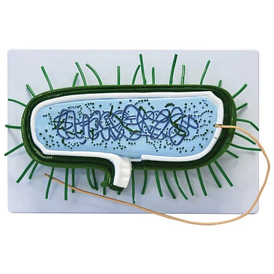 Modèle de cellule bactérienne procaryote de Walter Products
