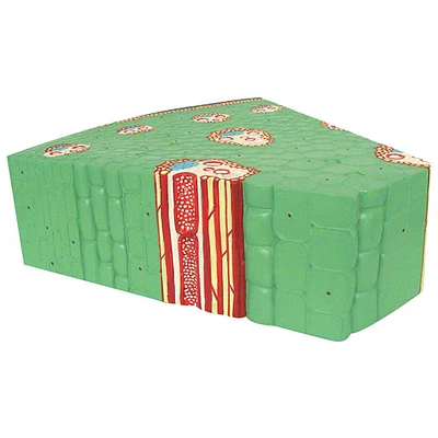 Modèle de tige monocotylédone de Walter Products