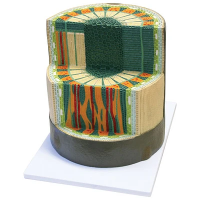 Modèle de tige de dicotylédone de Walter Products