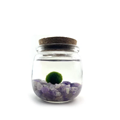 Moss Chico - Amethyst