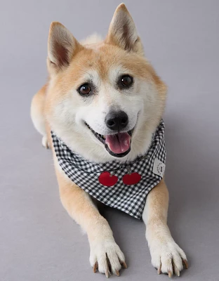 Bandana pour chien en guingan à motif de cerise ABO