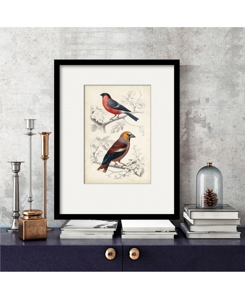 Courtside Market D'Orbigny Birds Iv 16" x 20" Framed and Matted Art