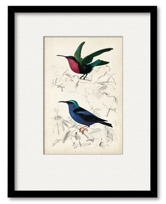 Courtside Market D'Orbigny Birds Ii 16" x 20" Framed and Matted Art