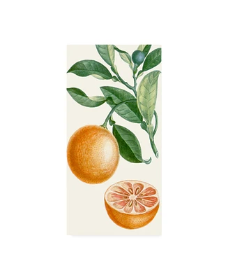 Turpin Turpin Fruit Ii Canvas Art - 15" x 20"
