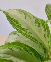 Chinese Evergreen Silver Bay Live Plant, 4" Pot