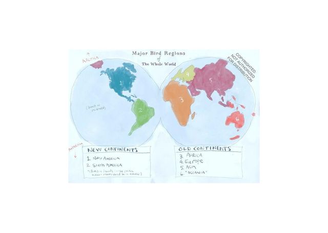 The Field Guide to Dumb Birds of the Whole Stupid World by Matt Kracht