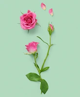 Gucci The Alchemist's Garden A Forgotten Rose Perfumed Oil, 0.67 oz.