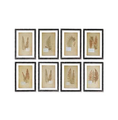Framed Vintage Fern Prints Set of 8