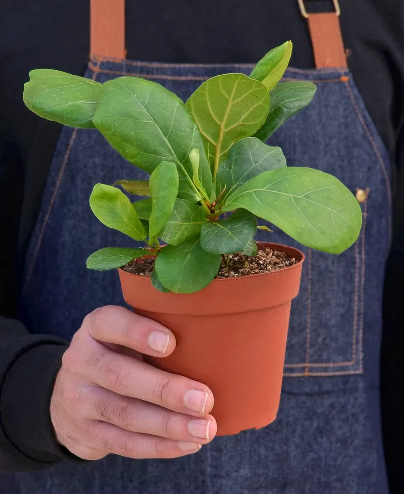 Fiddle Leaf Fig Ficus Lyrata Live Plant, 4" Pot