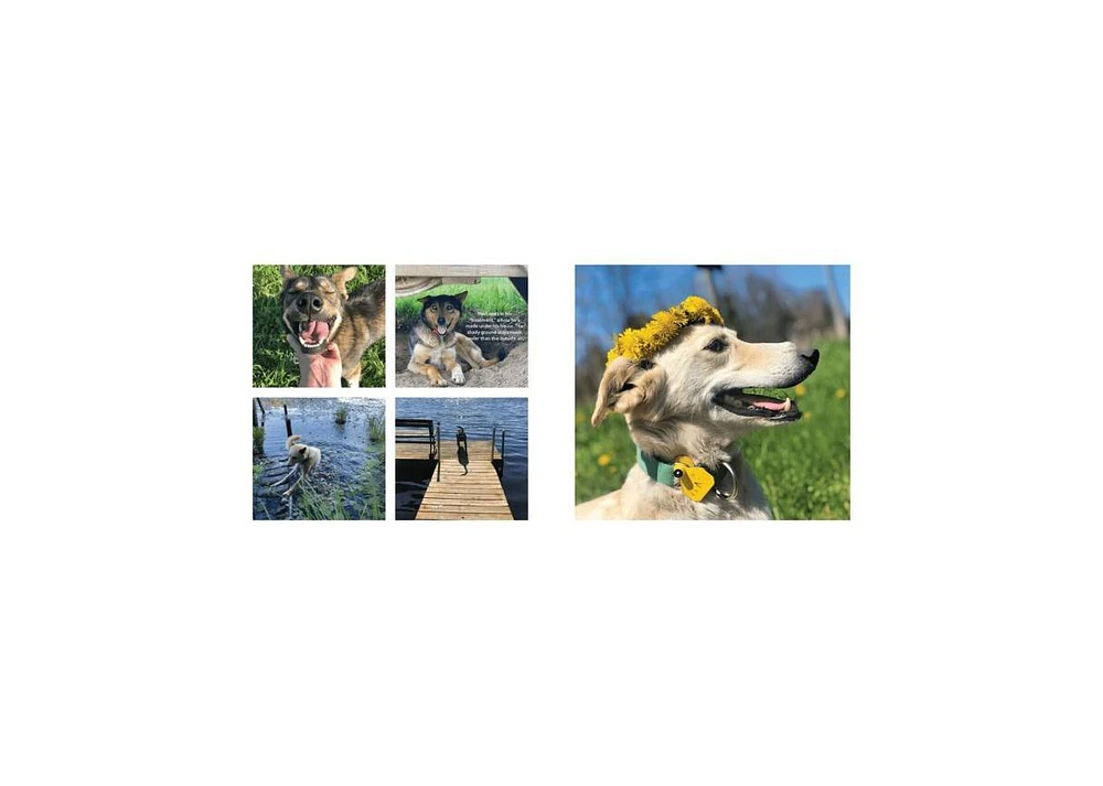 Dogwinks- True Godwink Stories of Dogs and the Blessings They Bring by SQuire Rushnell