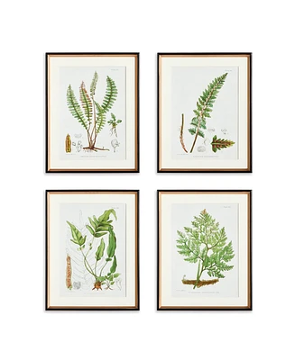 17.75" x 23" Decorative Structural Fern Botanical Study Framed Prints Set of 4