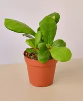 Fiddle Leaf Fig Ficus Lyrata Live Plant, 4" Pot
