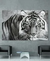 Empire Art Direct "Tiger Abc" Frameless Free Floating Tempered Glass Panel Graphic Wall Art Set of 3, 72" x 36" x 0.2" Each