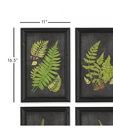 Framed Fern Botanical Prints Set of 9