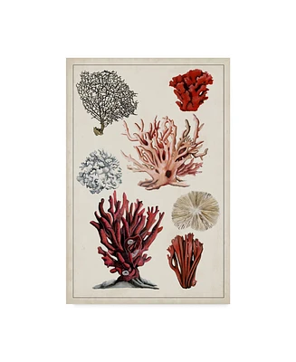 Naomi Mccavitt Antique Coral Study I Canvas Art - 15" x 20"