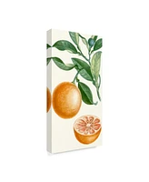 Turpin Turpin Fruit Ii Canvas Art - 15" x 20"