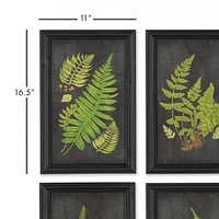 Framed Fern Botanical Prints Set of 9