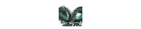Sohi Embellished Butterfly Stud Earrings