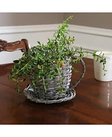 Willow Wicker Coffee Cup Indoor Planters - Gray - Set of 2