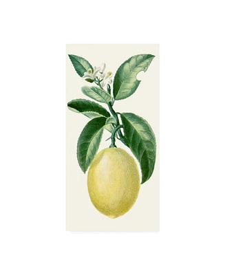 Turpin Turpin Fruit I Canvas Art - 15" x 20"