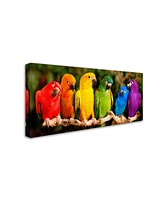 Mike Jones Photo 'Rainbow Parrots' Canvas Art - 10" x 19" x 2"