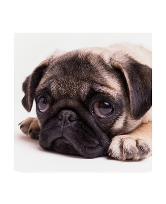 Edward M. Fieldin Sad Sack Pug Canvas Art - 19.5" x 26"