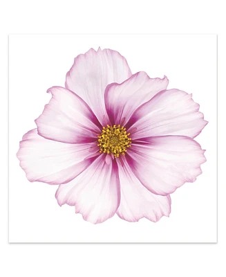 Empire Art Direct Magenta Cosmo on White Frameless Free Floating Tempered Glass Panel Graphic Wall Art, 40" x 40" x 0.2"