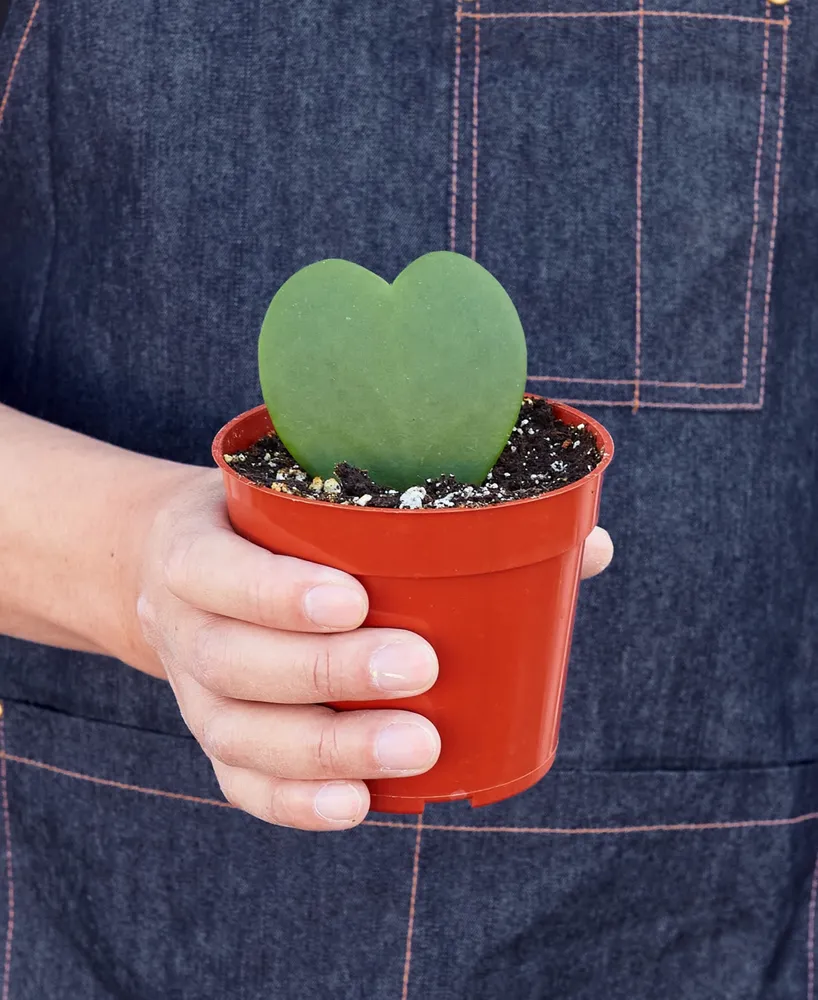 House Plant Shop Hoya Sweetheart Live Plant, 4" Pot