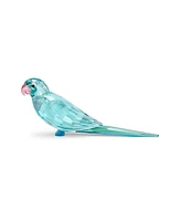 Jungle Beats Parakeet Paco