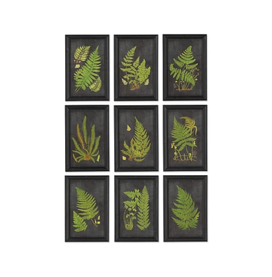 Framed Fern Botanical Prints Set of 9