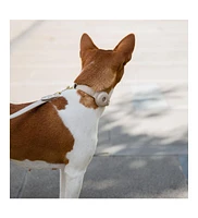 Nina Woof Dog Collar Cupertino Air Tag Enabled