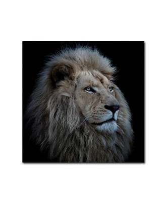 Louise Wolbers 'Proud Lion' Canvas Art - 14" x 14" x 2"